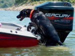 Great Day's Load-a-pup Pet Loading Platform for Boats LP500