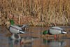 Avery KillerWeed Single Color Cattail Slough Grass Kit (47407)