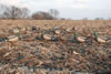 Avery GHG Pro-Grade Mallard Full Body Active Duck Decoys 6-Pack (72116)