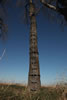 Big Game Quick Stick XL Climbing System (CR0123)