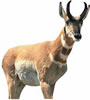 Renzo Antelope Decoy 667095