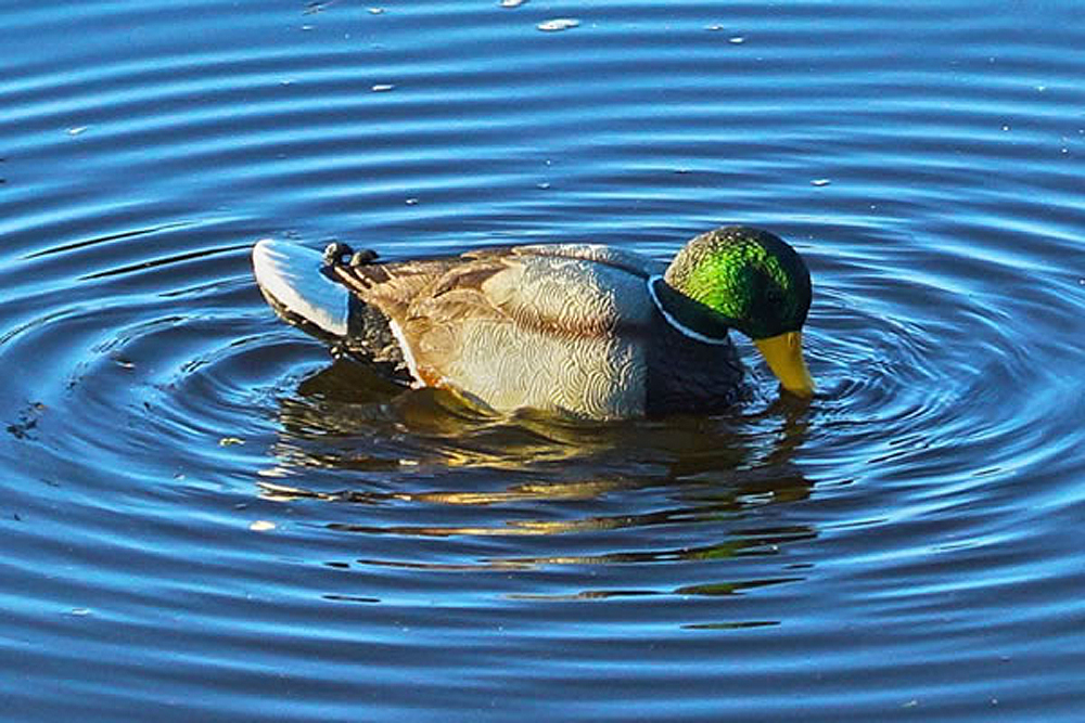 Mojo Rippler 2 Decoy (HW2443)