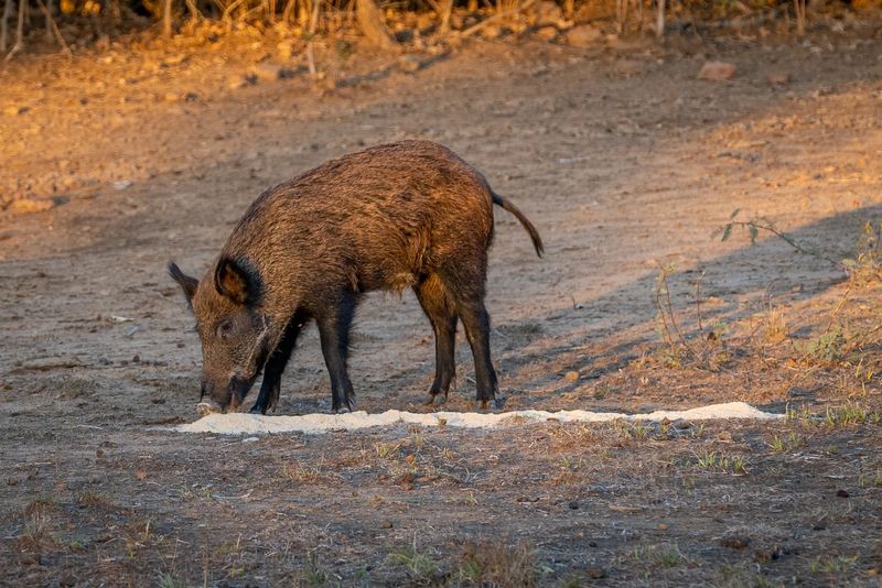 Guides Blend Boar Blend Attractant, Stawberry Field (GBBSTRAW)
