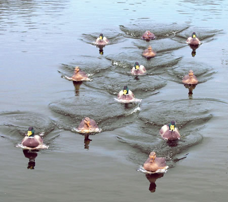 Mojo Decoys MOJO Jerk-A-Spreader (HW101)