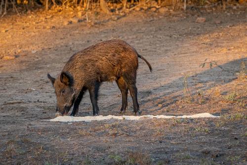 Guides Blend Boar Blend Attractant, Pumpkin Pie (GBBPUMP)